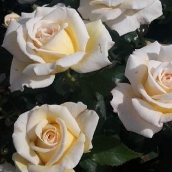 Mary Berry Rose