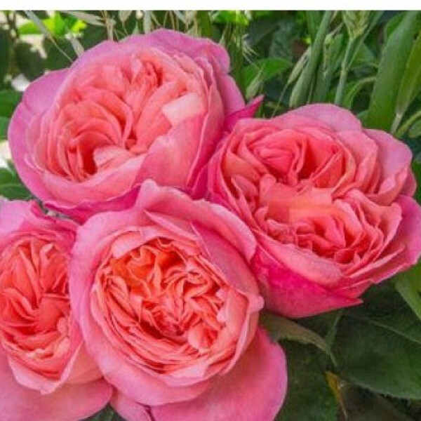 Mademoiselle Meilland  фото