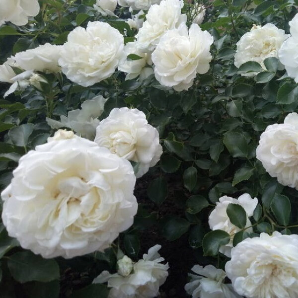 Blanc Meillandecor