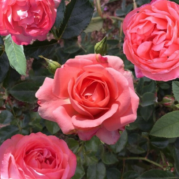BIJOU CORAIL