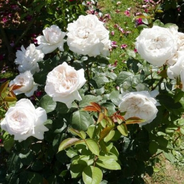 Mariangela Melato  фото