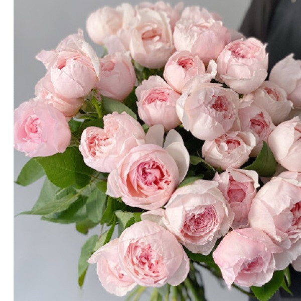 Peony Pink -Пиони Пинк фото