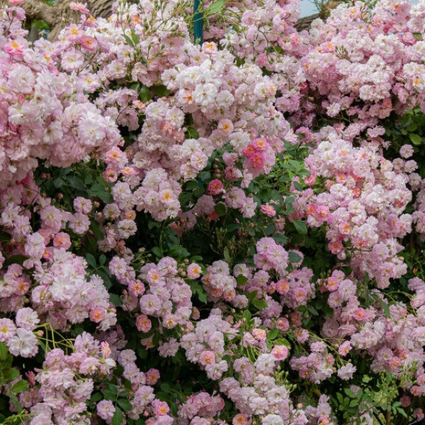 BRISE PARFUM