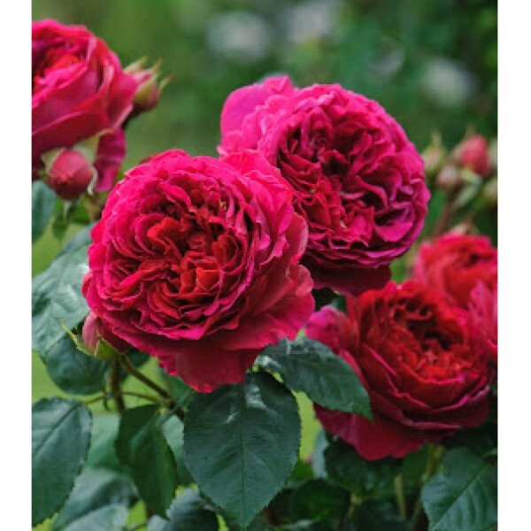 DARCEY BUSSELL