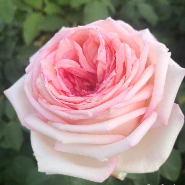 MEINE ROSE