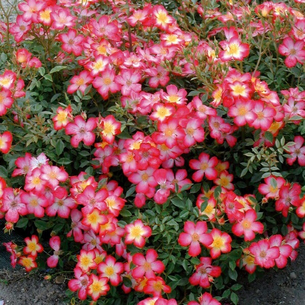 Star Profusion фото