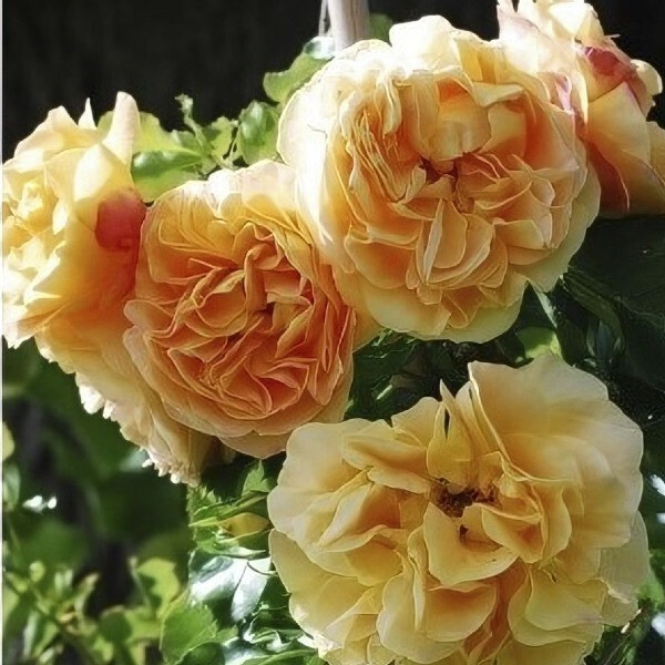 Starlet Rose Lizzy фото