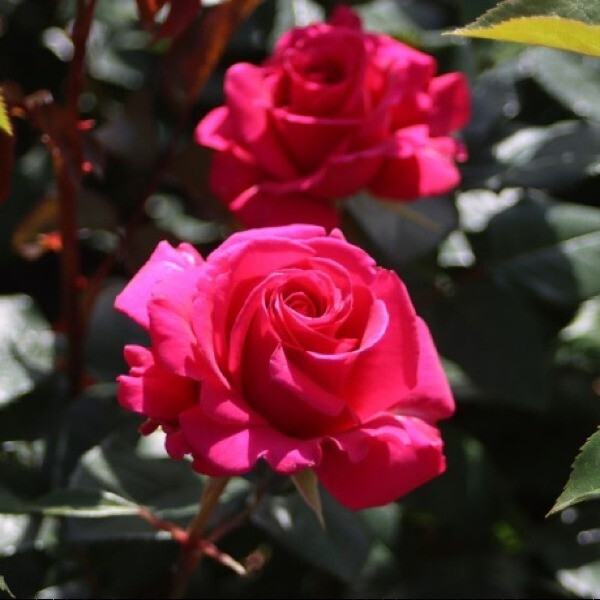  Love Letter фото