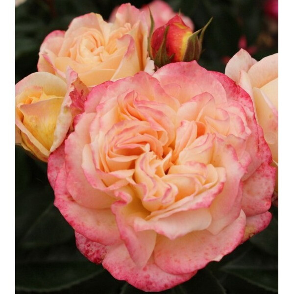 Concorde фото