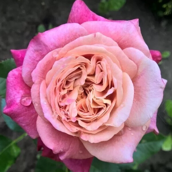 Sourire De Deauville фото