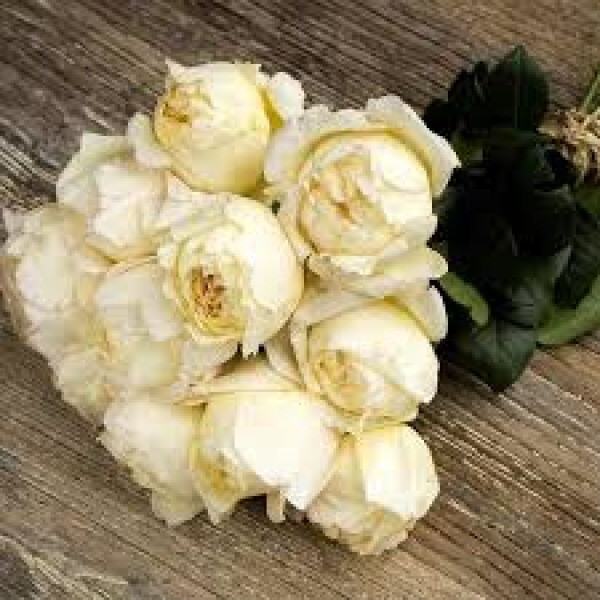 Айвори Ив Пьяже фото