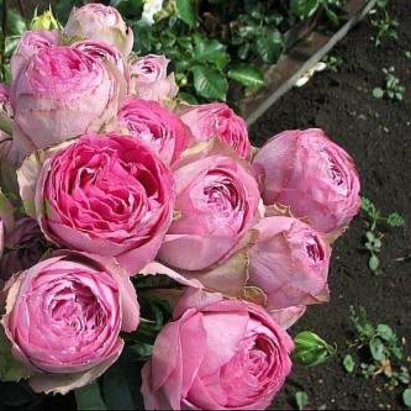 Lavender Lace фото