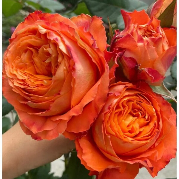 Orange Romantica фото