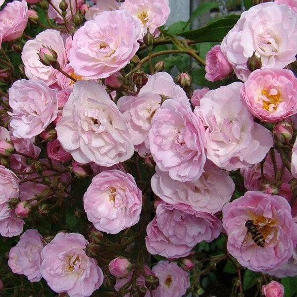 Heavenly Pink фото