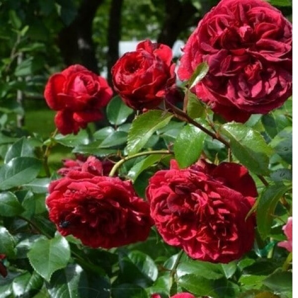 Republic de Montmartre фото