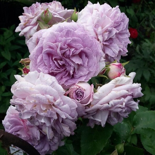 Blue Tango