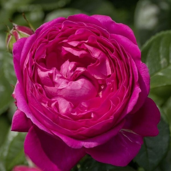Anuschka фото