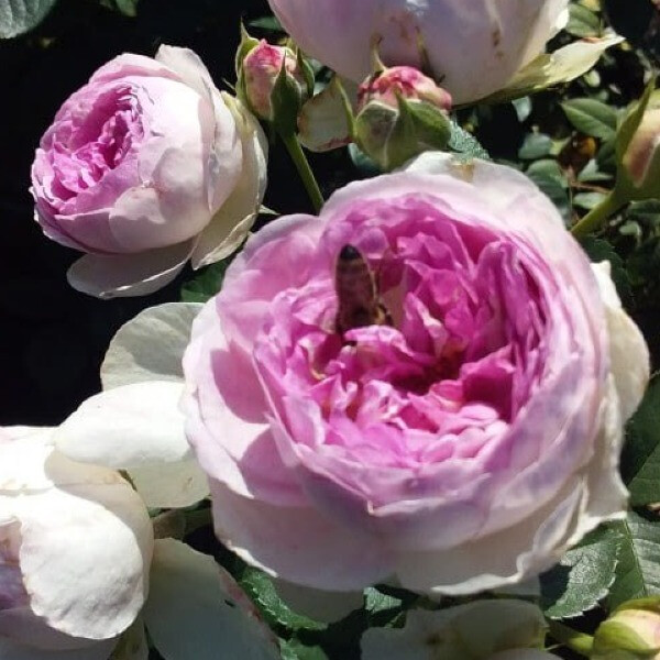 Fragrance of Fragrances