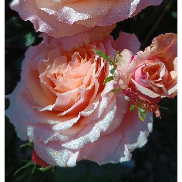 Perfect Gentleman фото
