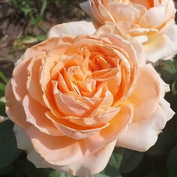 Anahe фото