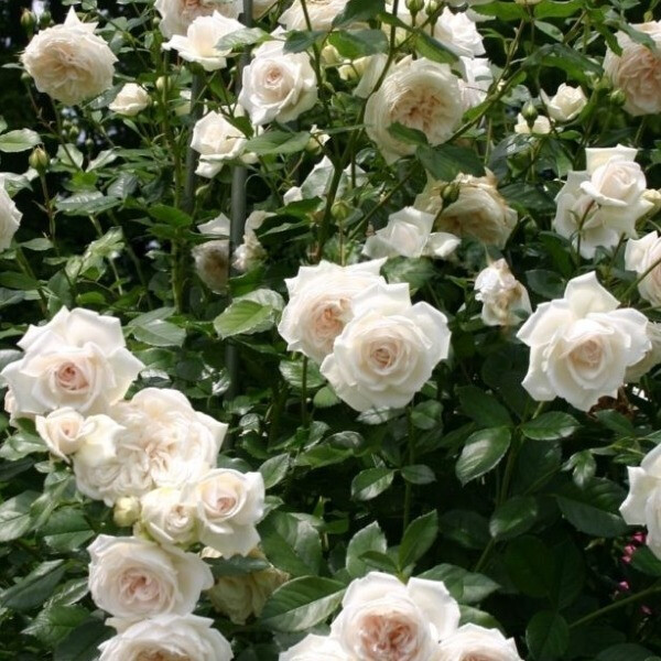 Vanilla фото