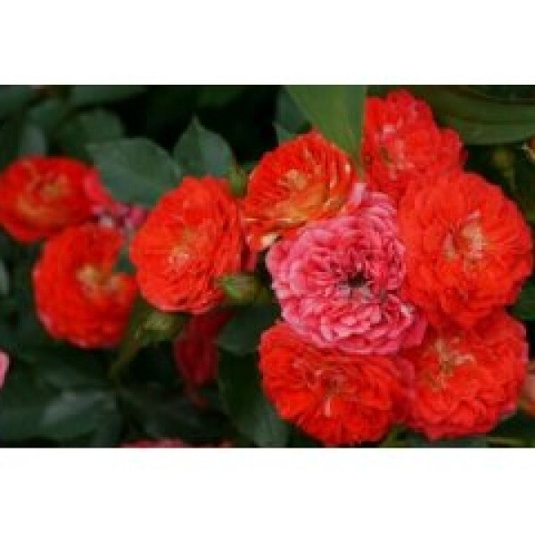 Starlet Carmen фото