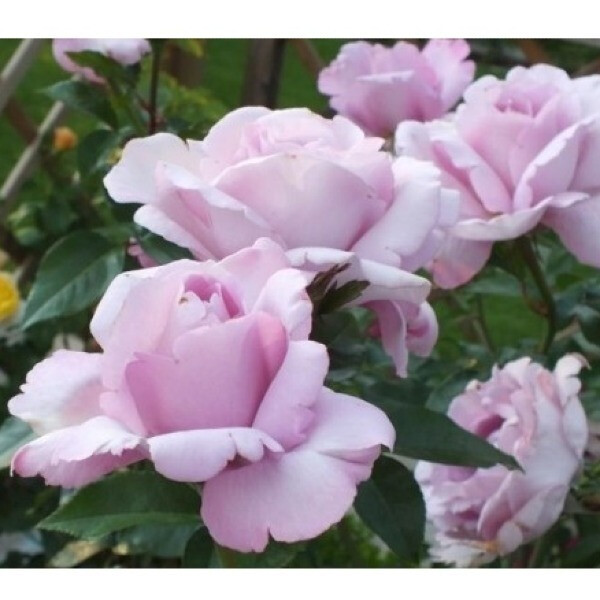 La Rose du Petit Prince  фото