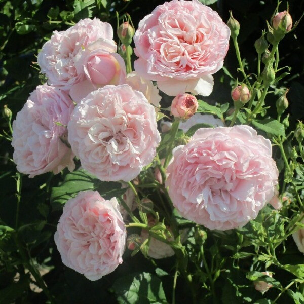  Divina фото
