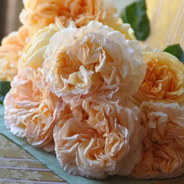 APRICOT SKY