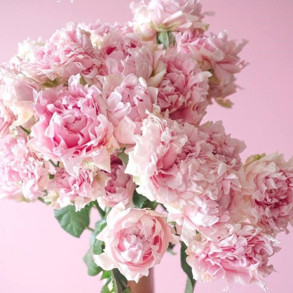 CANDY FLOW фото
