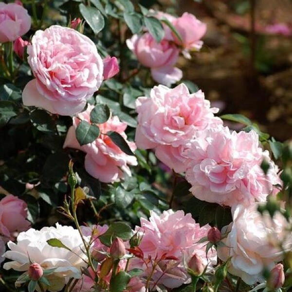 BILLET DOUX фото