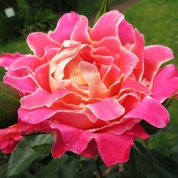  Pink Lady Ruffle's  фото