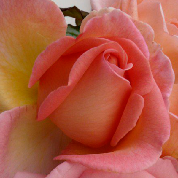 Sweet Syrie фото