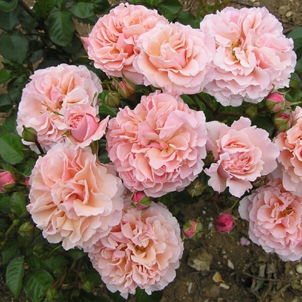 Rose de Tolbiac фото