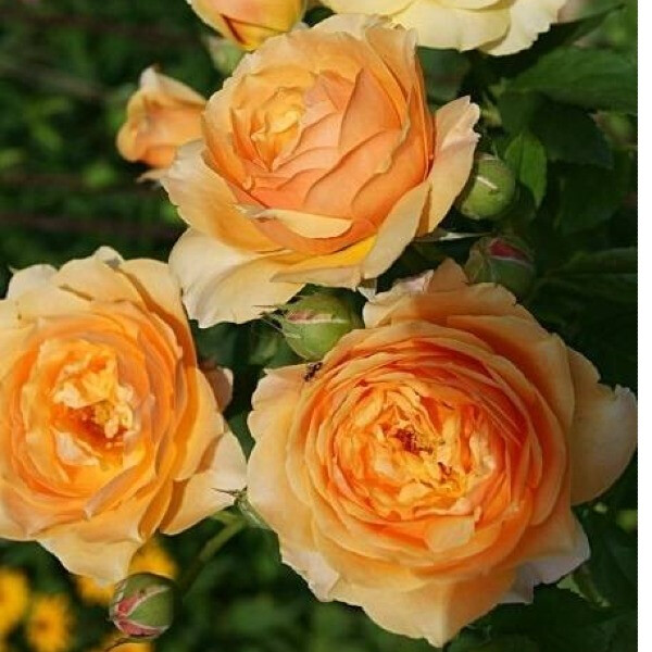 Sherlock Holmes фото