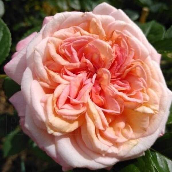 Amaretto фото