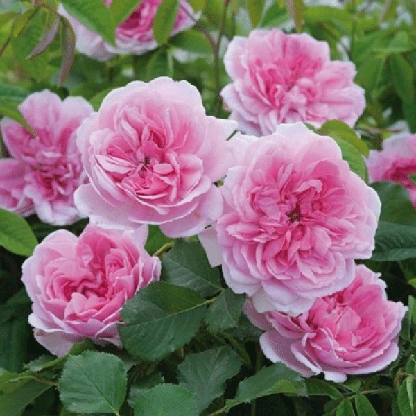 Martin Frobisher фото