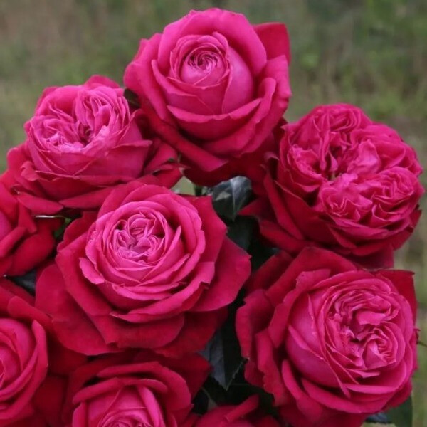 RUBY KISS фото