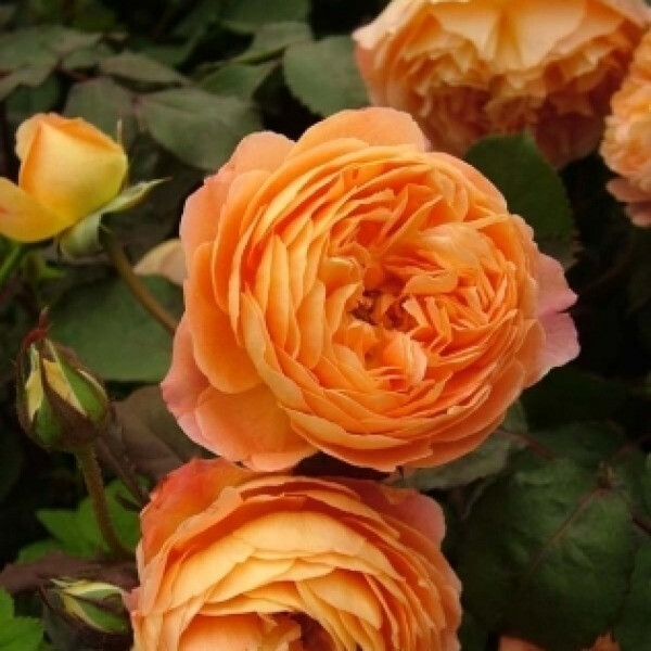Lady Emma Hamilton фото