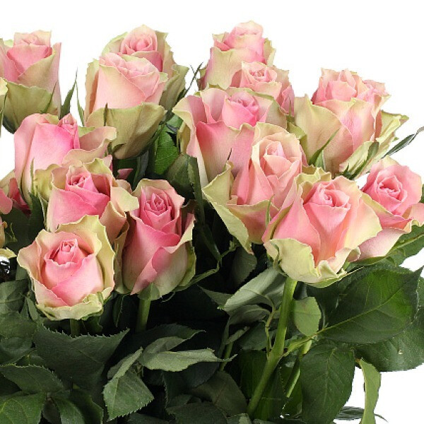 Bella Rosa фото