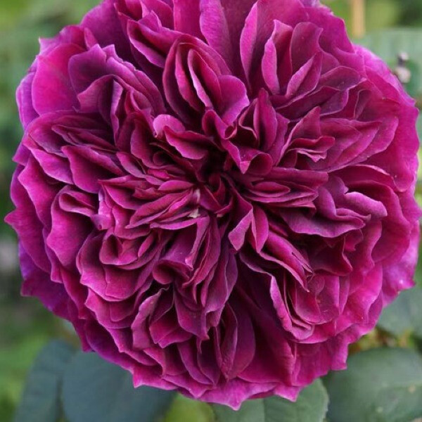 Prospero фото