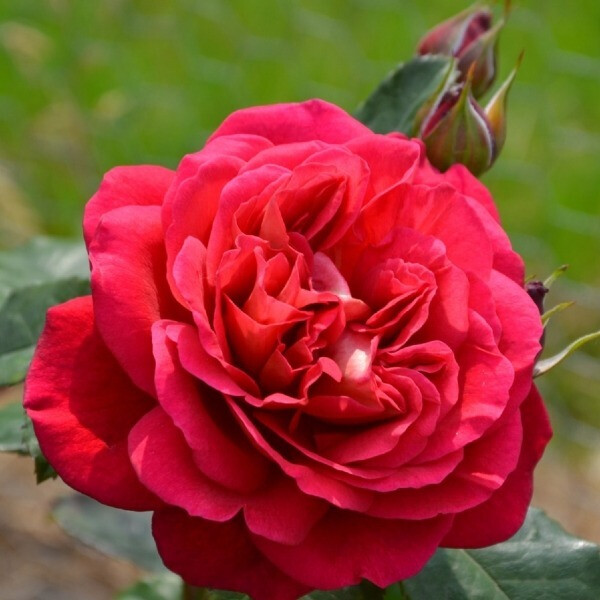 L'Ami des Jardins фото