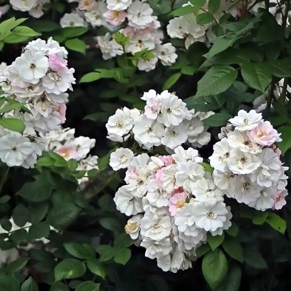 PERENNIAL BLUSH фото